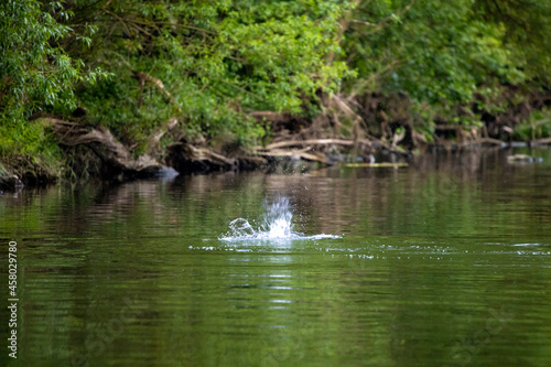 28.05.2021, GER, Bayern, Passau: Biber (Castor fiber) schlägt mit dem Schwant aufs Wasser um die anderen Tiere zu warnen.