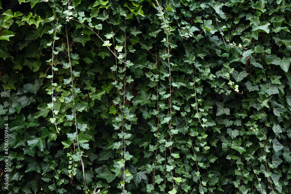 Obraz premium ivy hedge