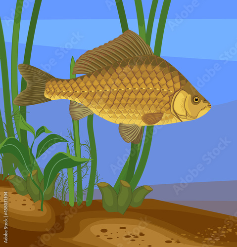 Crucian carp (Carassius) freshwater fish underwater
