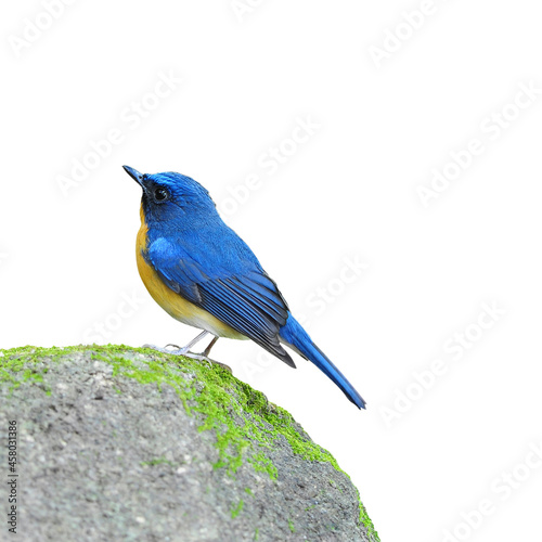 Bird hill blue flycatcher isolated on white background © werafotolia
