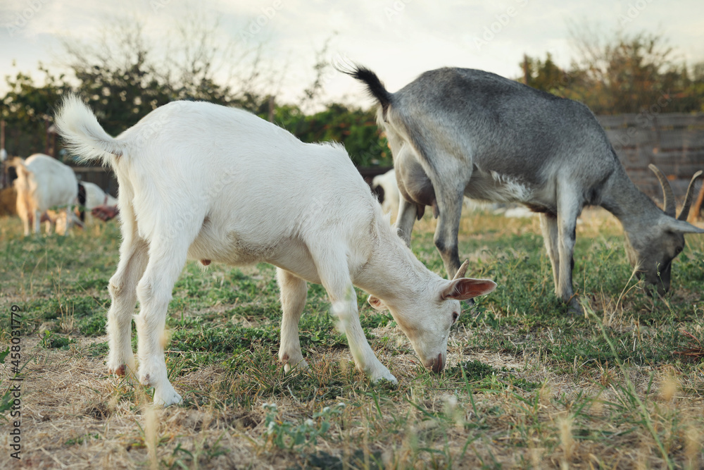 Cute goatling on pasture at farm. Baby animal Cute goatling on pasture at farm. Baby animal