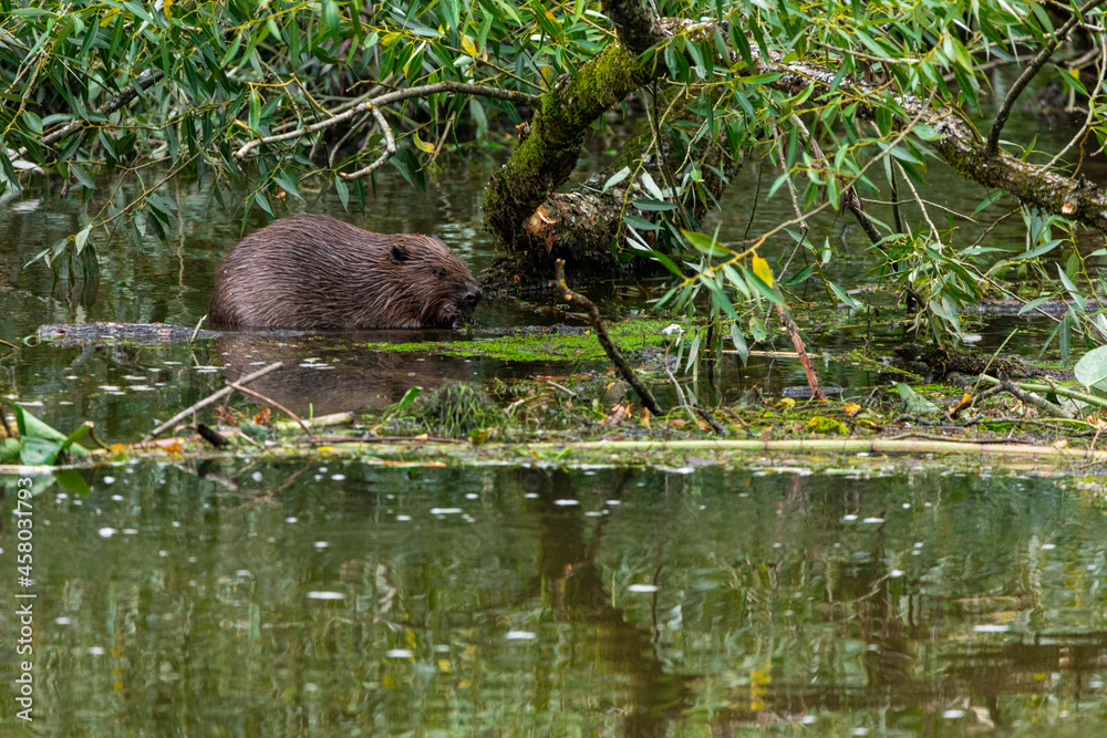 17.08.2021, GER, Bayern, Passau: Biber fressen Rinde und Blätter einer in den Fluss Ilz gestürzten Weide im Passauer Stadtteil Hals.