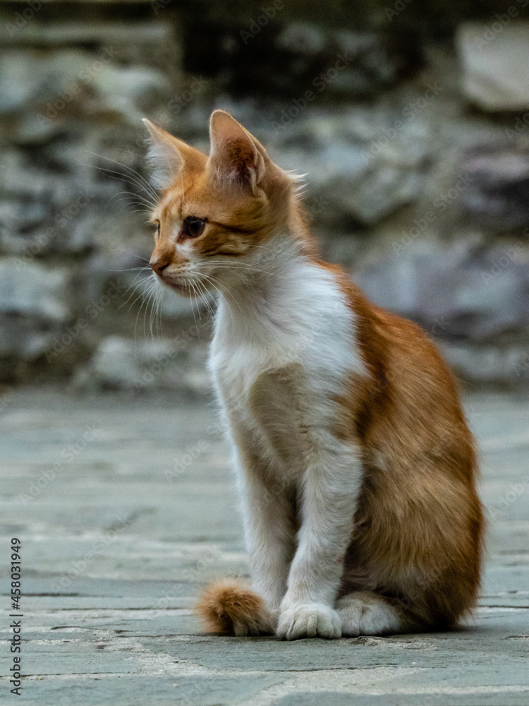 Katze Katze