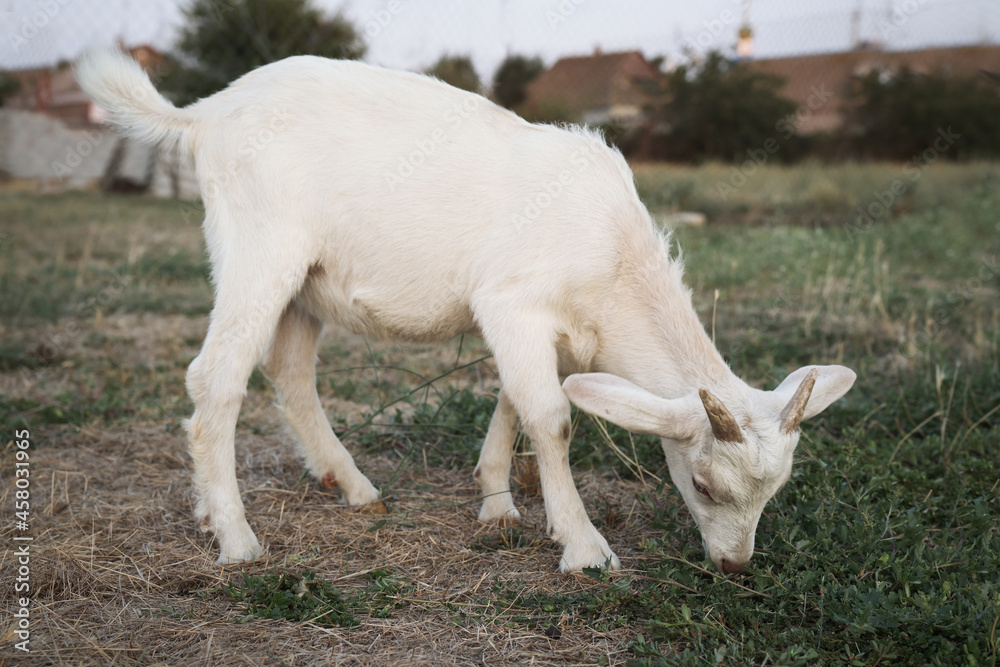 Cute goatling on pasture at farm. Baby animal Cute goatling on pasture at farm. Baby animal