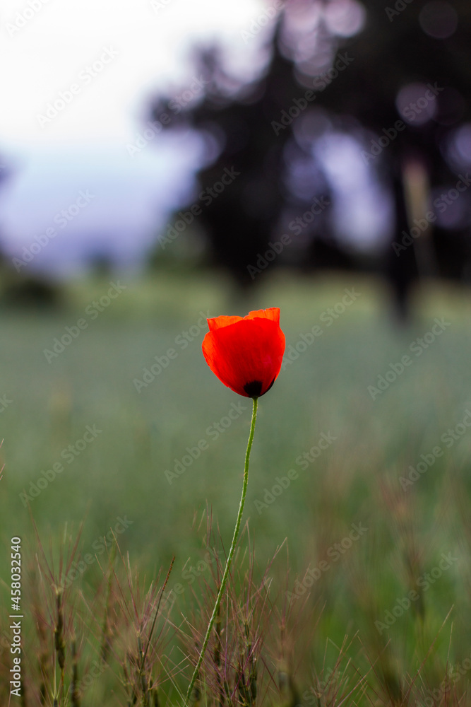 Obraz premium Photo of poppy flower, close-up image of red blossom, field in the background