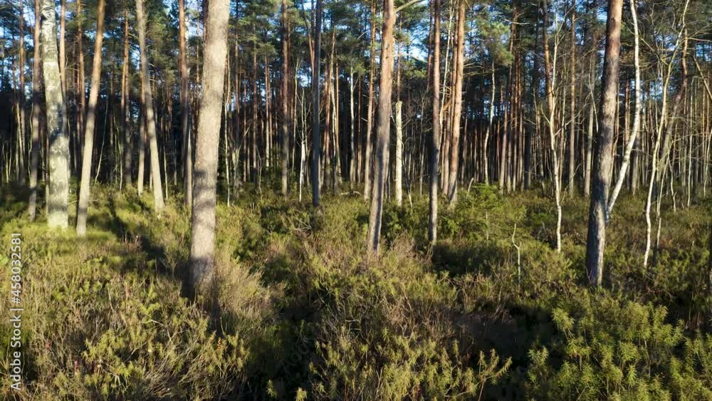 Drone flying in the autumn forest. Slow flight in forest on fall season.
Drone flying in the autumn forest. Slow flight in forest on fall season.