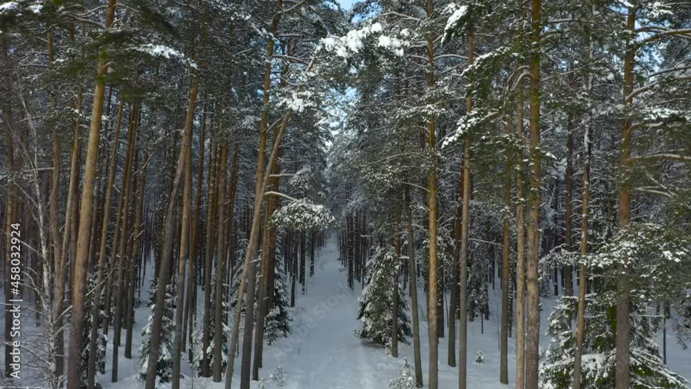 Drone shot flying in the winter pine tree forest. Slow flight in forest on winter season.
Drone shot flying in the winter pine tree forest. Slow flight in forest on winter season.