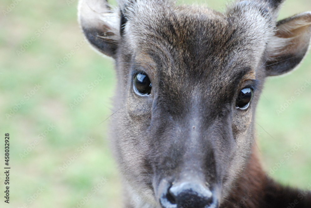 Fototapeta premium zwierzak