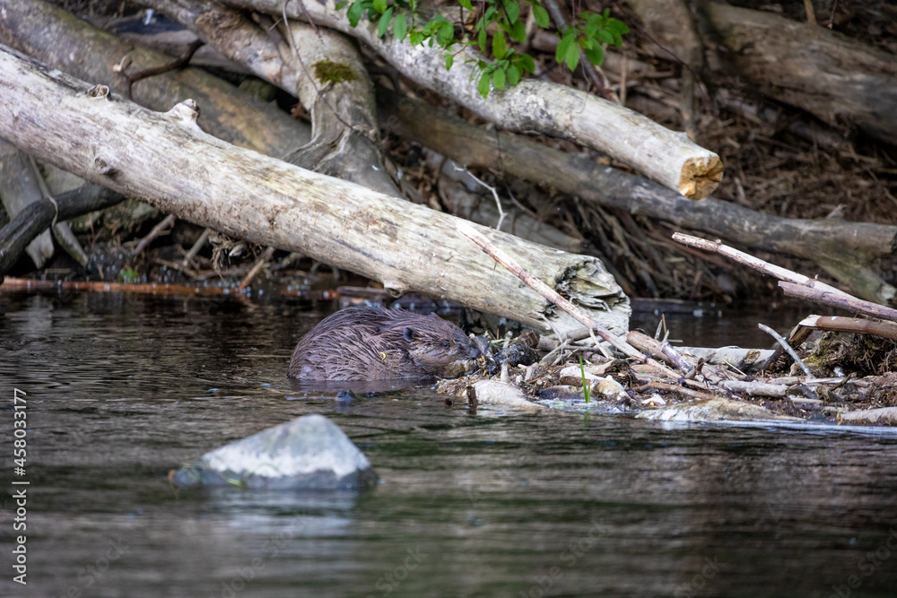 Fototapeta premium 10.05.2021, GER, Bayern, Passau: Biber (Castor fiber) am Ufer des Flusses Ilz.