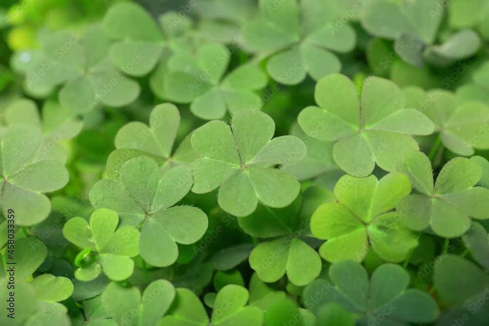 Closeup view of beautiful green clover leaves Closeup view of beautiful green clover leaves