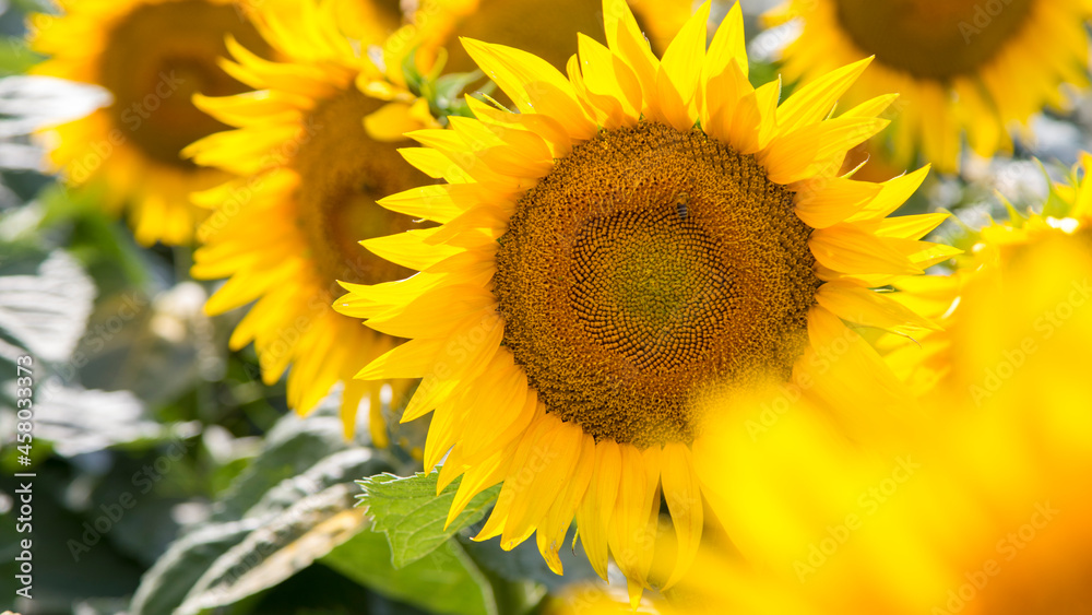 Blooming sunflowers natural background, close-up.