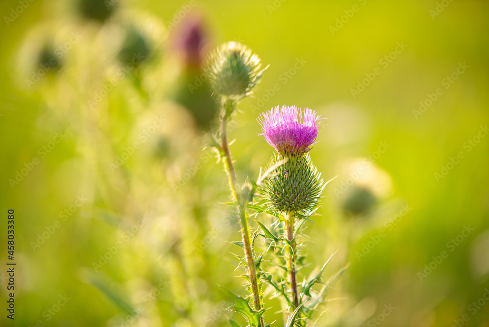 Wildflowers in a field meadow on a sunny day in Poland Wildflowers in a field meadow on a sunny day in Poland
