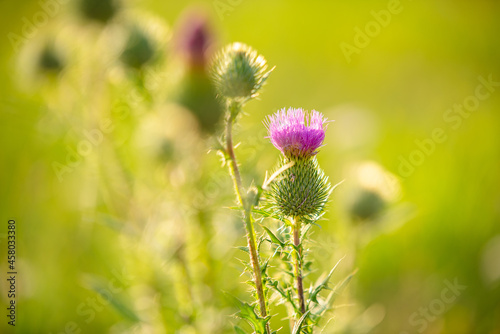 Wildflowers in a field meadow on a sunny day in Poland