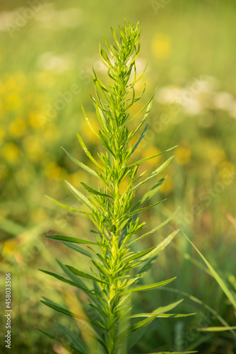 Wildflowers in a field meadow on a sunny day in Poland