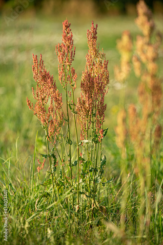 Wildflowers in a field meadow on a sunny day in Poland