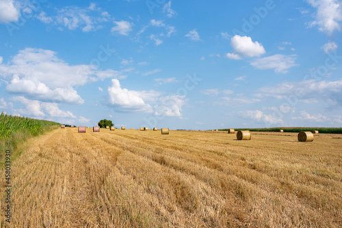 Field with hay bales on a beautiful day against the sky and corn fields 