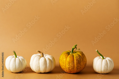 White and yellow row pumpkins on brown or yellow background