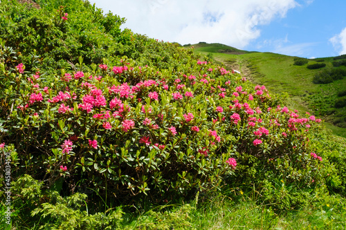 Rostblättrige Alpenrose (Rhododendron ferrugineum), Allgäuer Alpen, Kleinwalsertal, Österreich, Europa photo