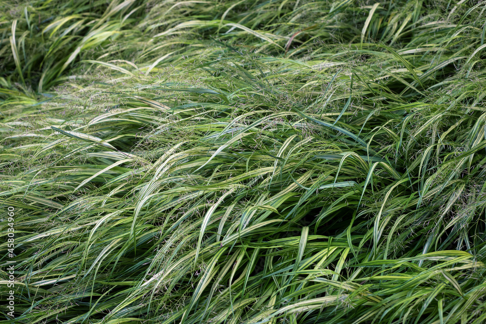 Closeup of decorative grass texture in a public garden Closeup of decorative grass texture in a public garden