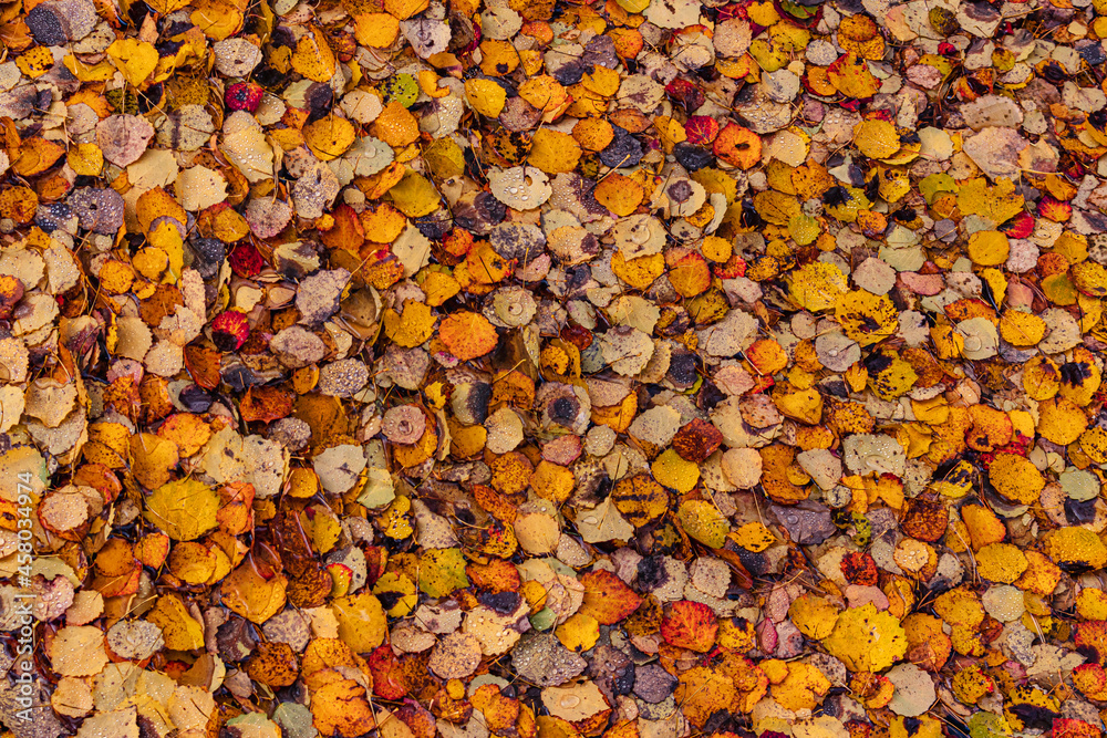 Abstraction. Autumn background. Abstraction. Autumn background.