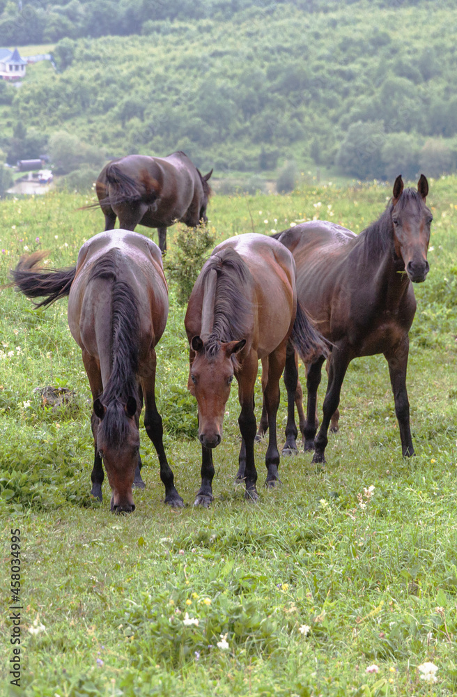 Three brown horses stand in a row. One looks into the camera while the others eat grass. The horses graze in the mountains among the green grass. The concept of cattle breeding.