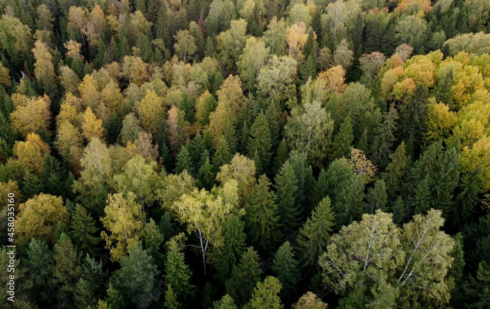 Yellow autumn forest. Photo from the drone