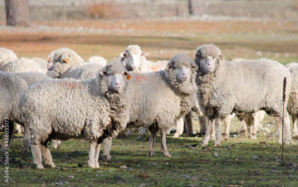 front sheep, set of sheep white fur sheep, white wool front sheep, set of sheep white fur sheep, white wool