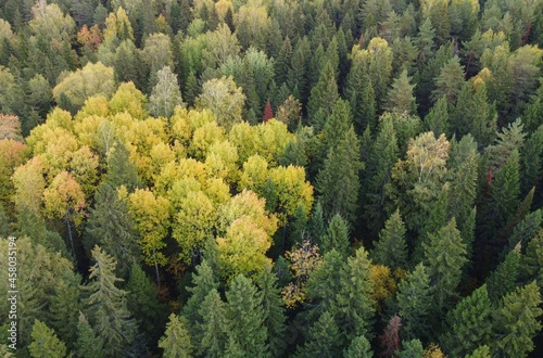Autumn forest, photo from a drone