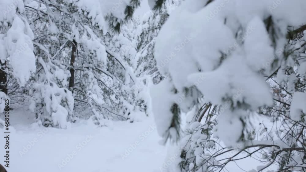 Side view of male lumberjack with sharp axe and in warm clothes walking in snowy coniferous forest in winter and looking around Side view of male lumberjack with sharp axe and in warm clothes walking in snowy coniferous forest in winter and looking around