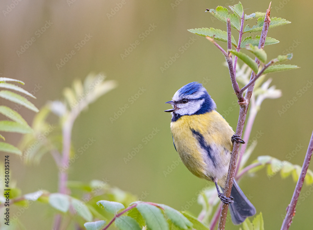 Obraz premium Blue tit bird