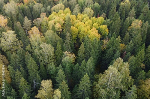 Autumn forest, photo from the throne. Yellow deciduous forest among coniferous forest