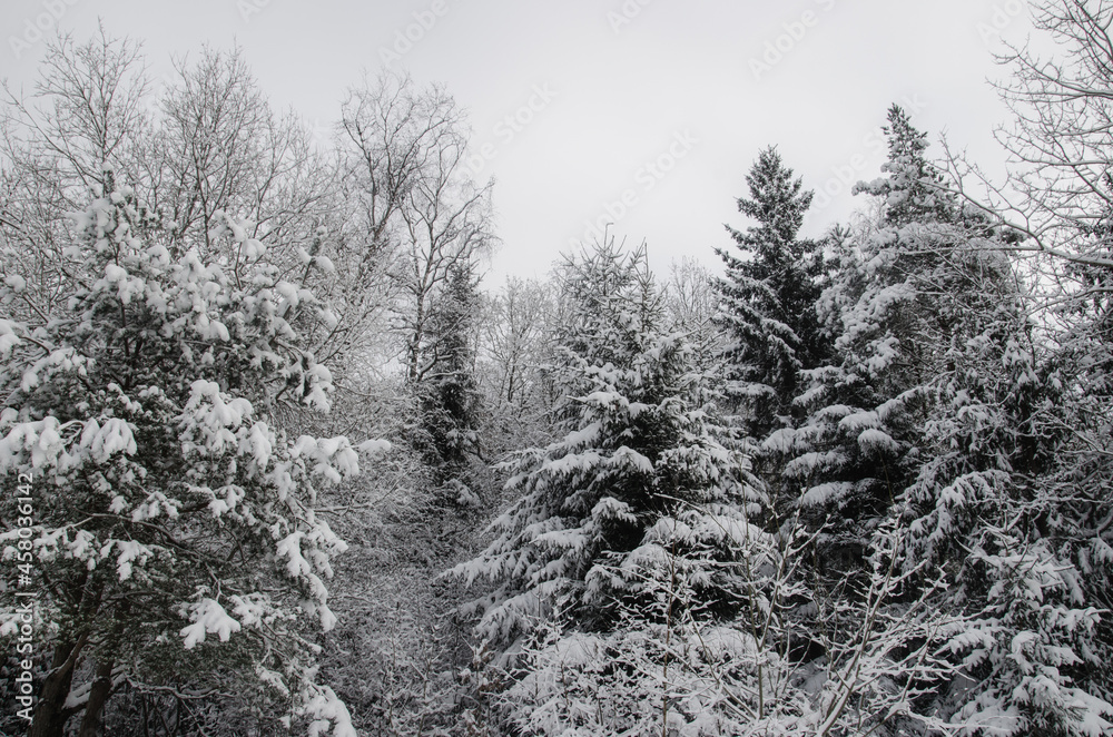Beautiful snow covered trees in the Swedish forest. Cold cozy winter concept. Winter snow background. Beautiful snow covered trees in the Swedish forest. Cold cozy winter concept. Winter snow background.