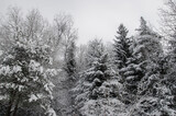 Beautiful snow covered trees in the Swedish forest. Cold cozy winter concept. Winter snow background.