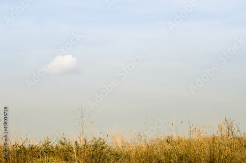 Beautiful meadow field with fresh yellow grass against the background of a blurred blue sky with a cloud. Summer spring natural landscape. 