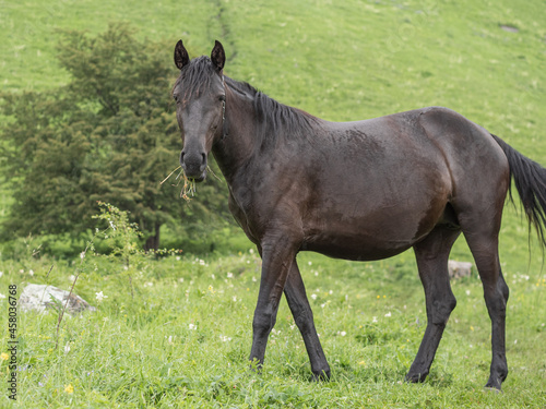 Brown horse with grass in his mouth looking at the camera. Side view. In the background is green grass. A mountain pasture. The concept of livestock breeding.