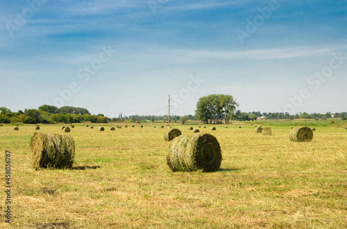 Hay Bales in the September Morning hay bales in a field on a sunny day against the sky autumn season