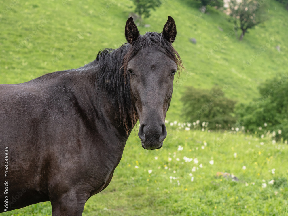 Brown horse sideways. Head turned toward the camera. Green grass in the background. The concept of cattle breeding. Brown horse sideways. Head turned toward the camera. Green grass in the background. The concept of cattle breeding.