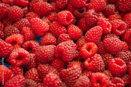 Crop of delicious raspberry berries from Kopaonik in Serbia