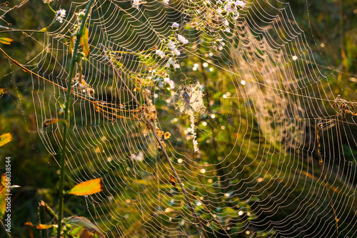 Spider on web. Beautiful morning on the autumn field. Sunshine. Nature inspiration  travel and wanderlust concept. Nostalgia filled.