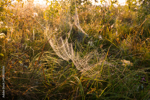 Big spider web in the grass. Beautiful morning on the autumn field. Sunshine. Nature inspiration, travel and wanderlust concept. Nostalgia filled.