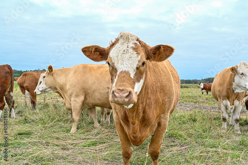 cows outdoors in big field near Orebro Sweden