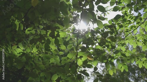 Fresh young green linden leaves bright sun light, close up shot.