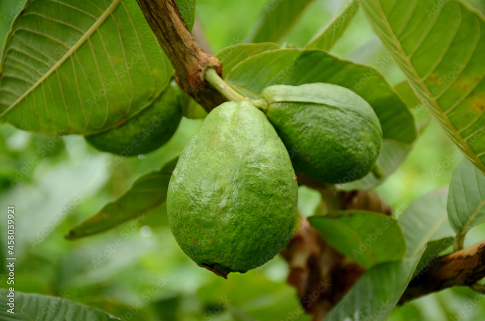 closeup the pair of ripe green guava fruit growing with leaves and branch in the farm over out of focus green brown background. closeup the pair of ripe green guava fruit growing with leaves and branch in the farm over out of focus green brown background.