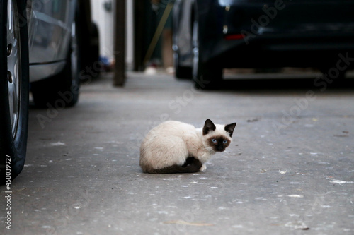 駐車場のねこ