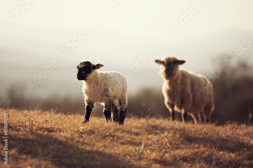 Cute little lambs gazing on meadows. 