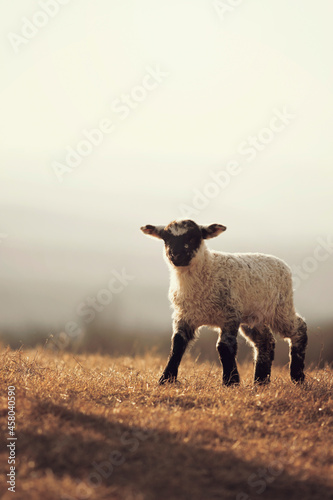 Cute little lambs gazing on meadows. 