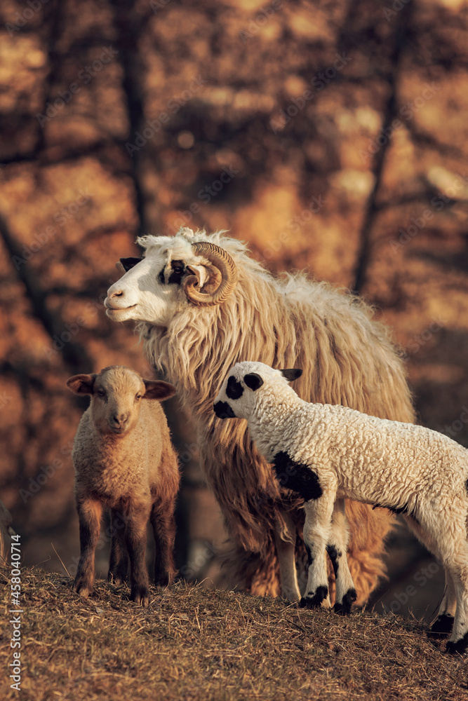 Fototapeta premium Cute little lambs gazing on meadows. 