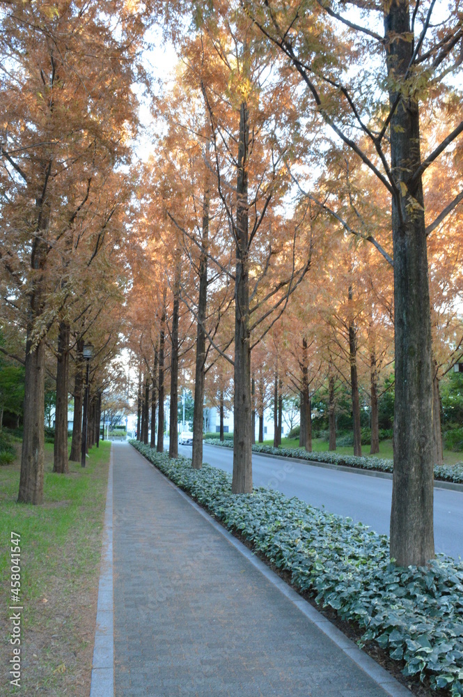 Autumn Trees Along the Main Road