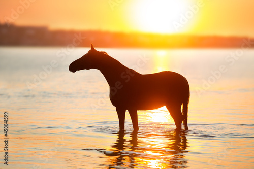 Black horse silhouette at sunset in water © kwadrat70