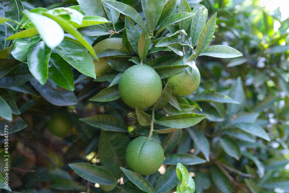 Unripe green tangerine growing on tree closeup